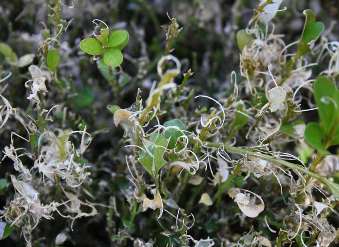 A boxwood with extensive feeding damage from box tree moth.